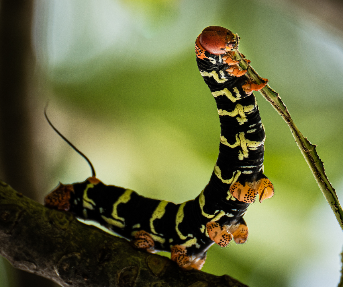 Nature In Class A By Don Rocklin For Poisonous  6  Incher SEP-2022.jpg